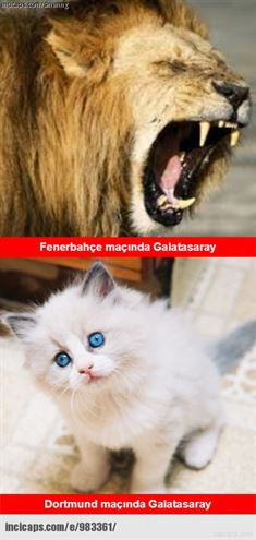 afaafa.jpg